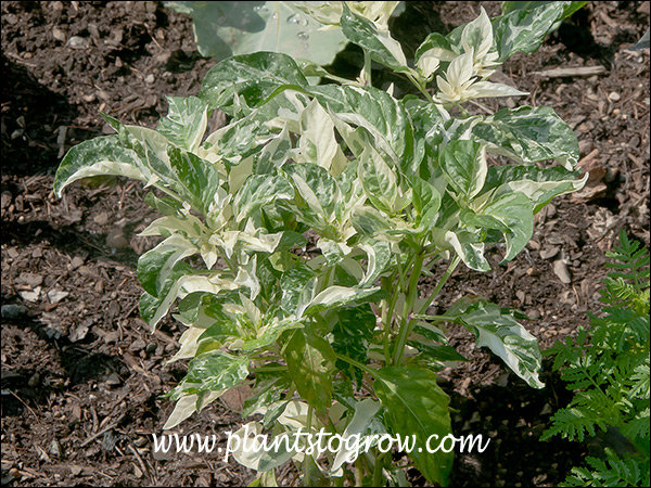 Sparkler is a variegated leaf Ornamental Pepper.